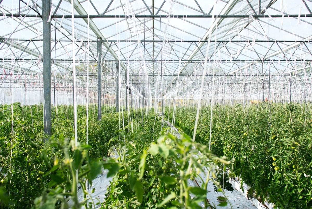 Comment économiser de l’eau dans votre potager