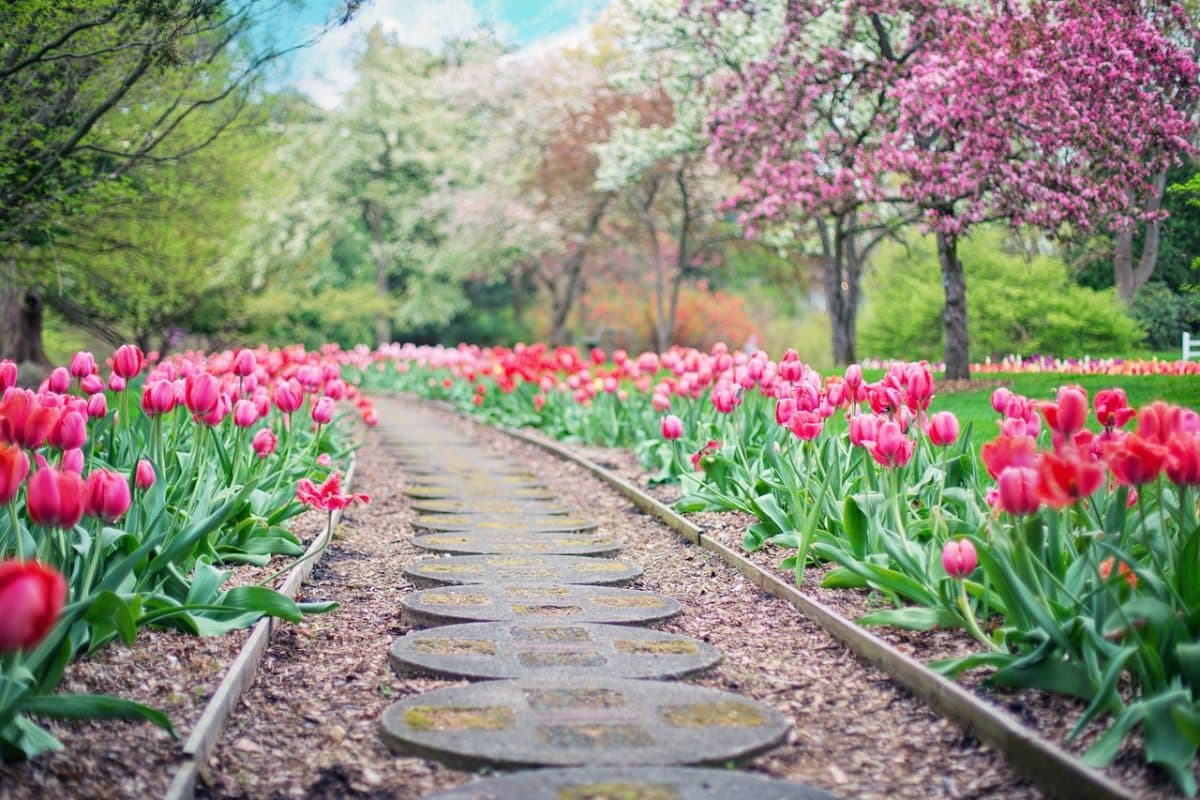 Comment créer un jardin vivant et attrayant