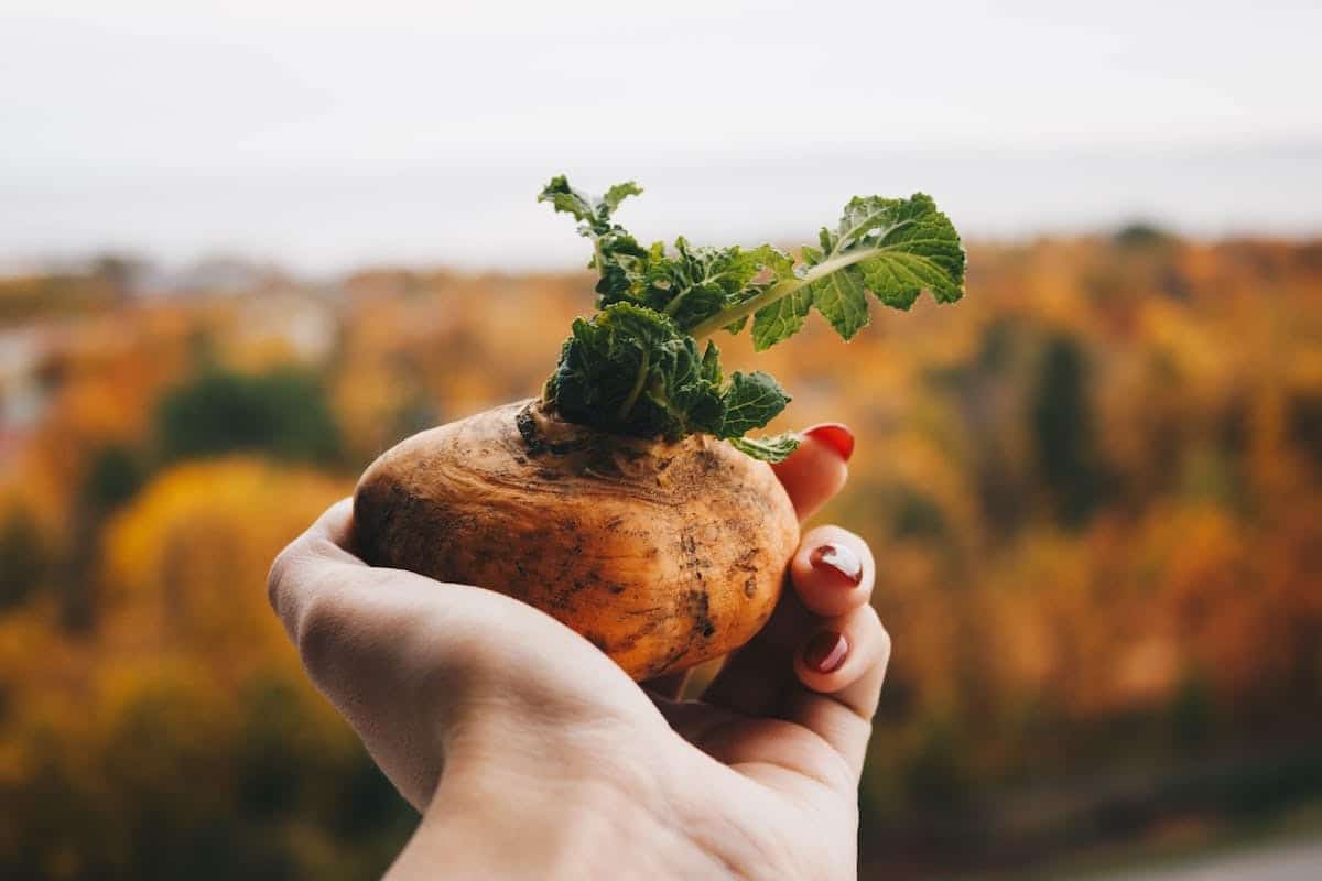 Optimiser l’équilibre financier entre potager d’entreprise et jardin d’investissement personnel