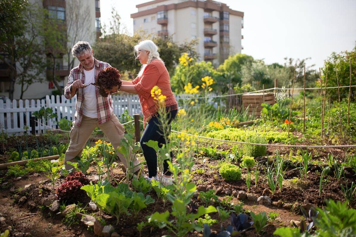 potager  investissement