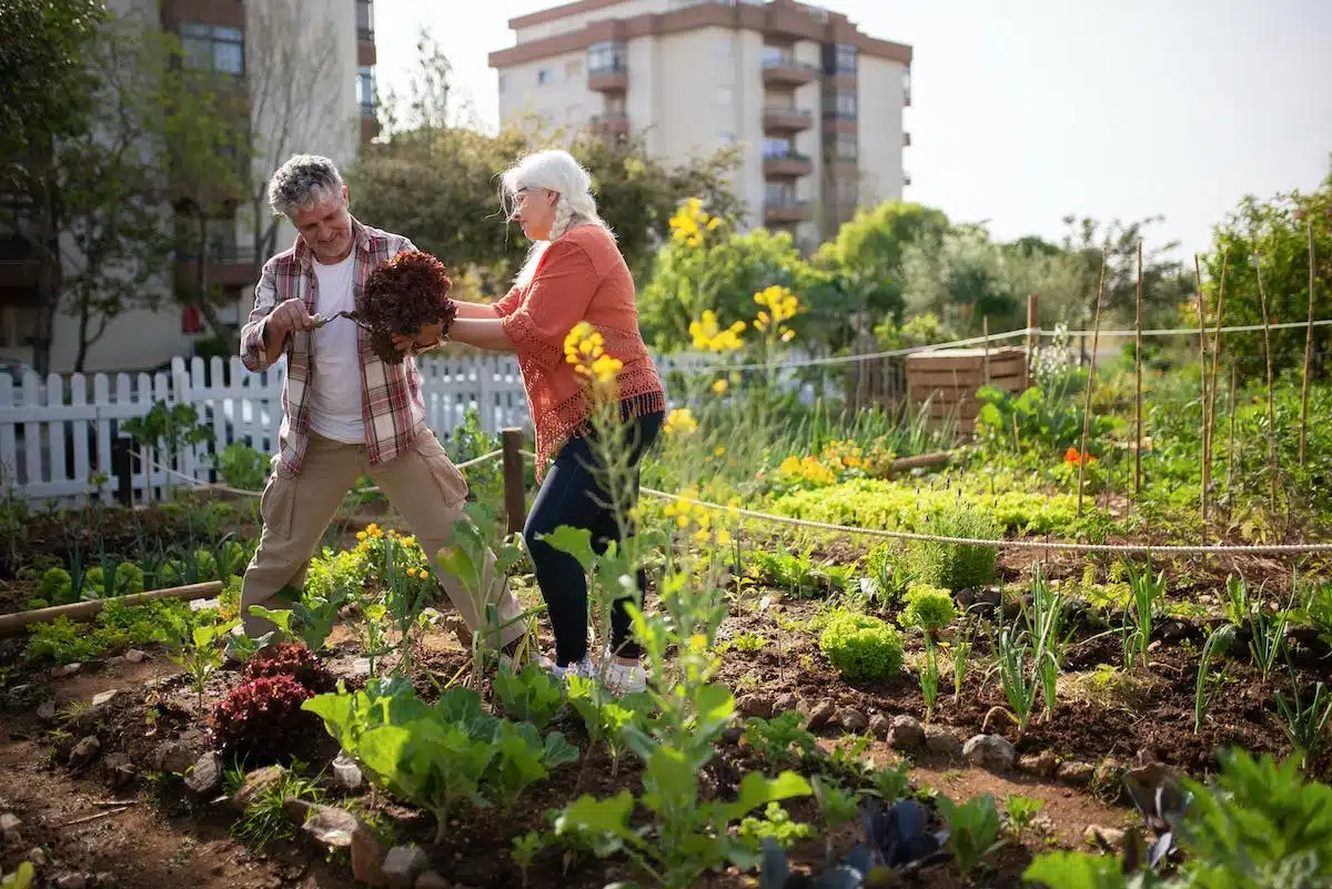 potager  investissement