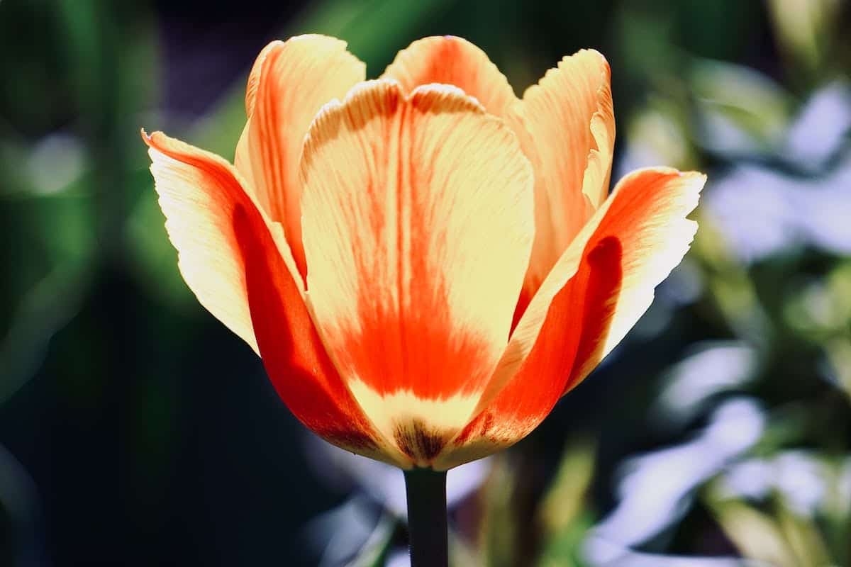 Traitement des infections fongiques florales : stratégies efficaces pour le jardinier expert