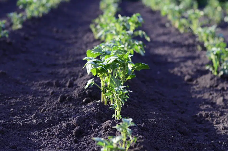 Quand planter la pomme de terre Sirtema ?