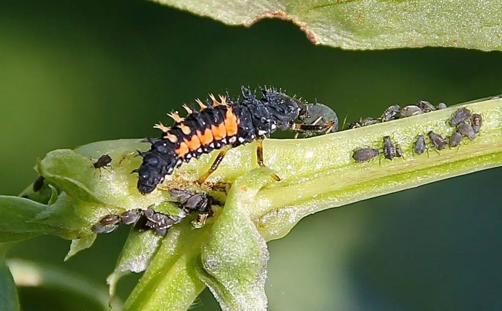 Quand mettre les larves de coccinelle ?