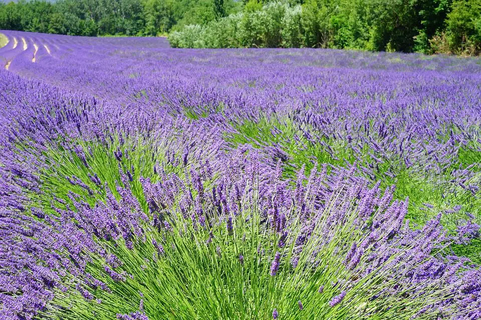 Quelle plante se marie bien avec la lavande ?