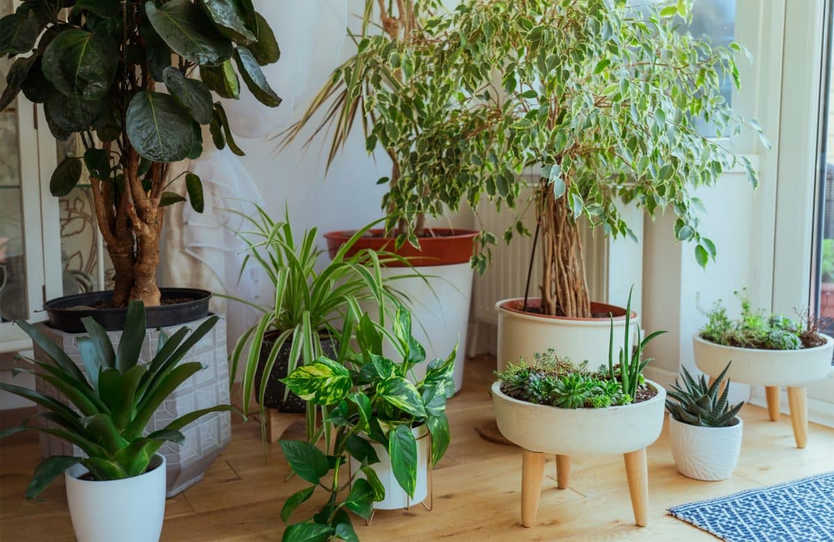 Les nouvelles plantes d’intérieur tendance