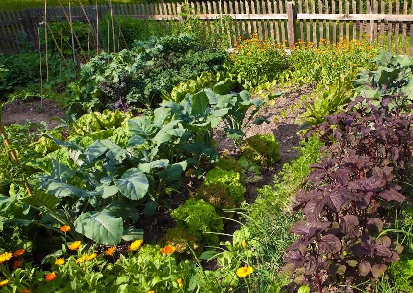 Comment faire un petit jardin Bio ?