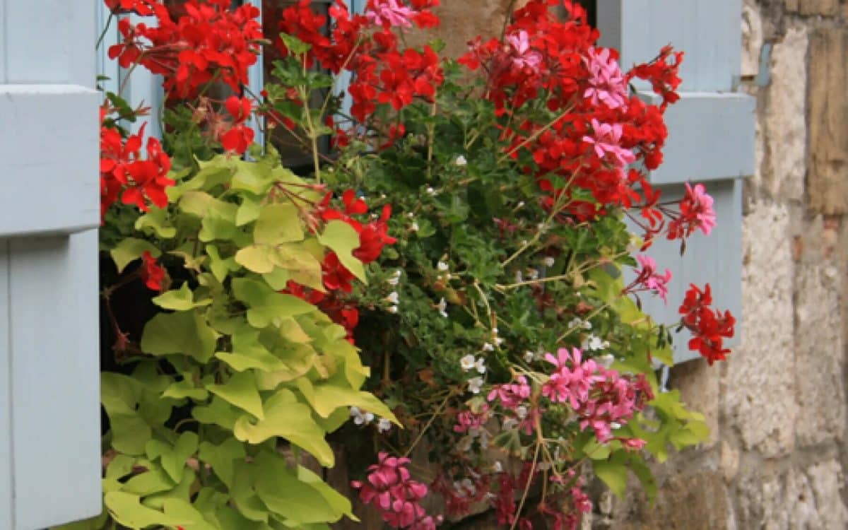 fleurs
