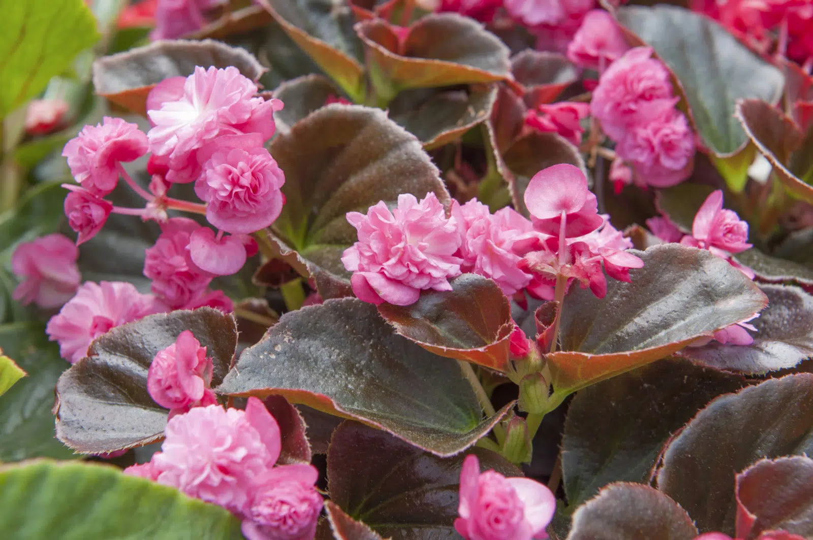 Les bégonias ont-ils besoin de beaucoup d’eau ?