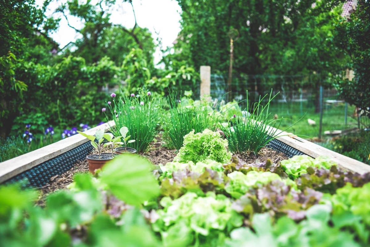 Les meilleures variétés de légumes pour votre potager