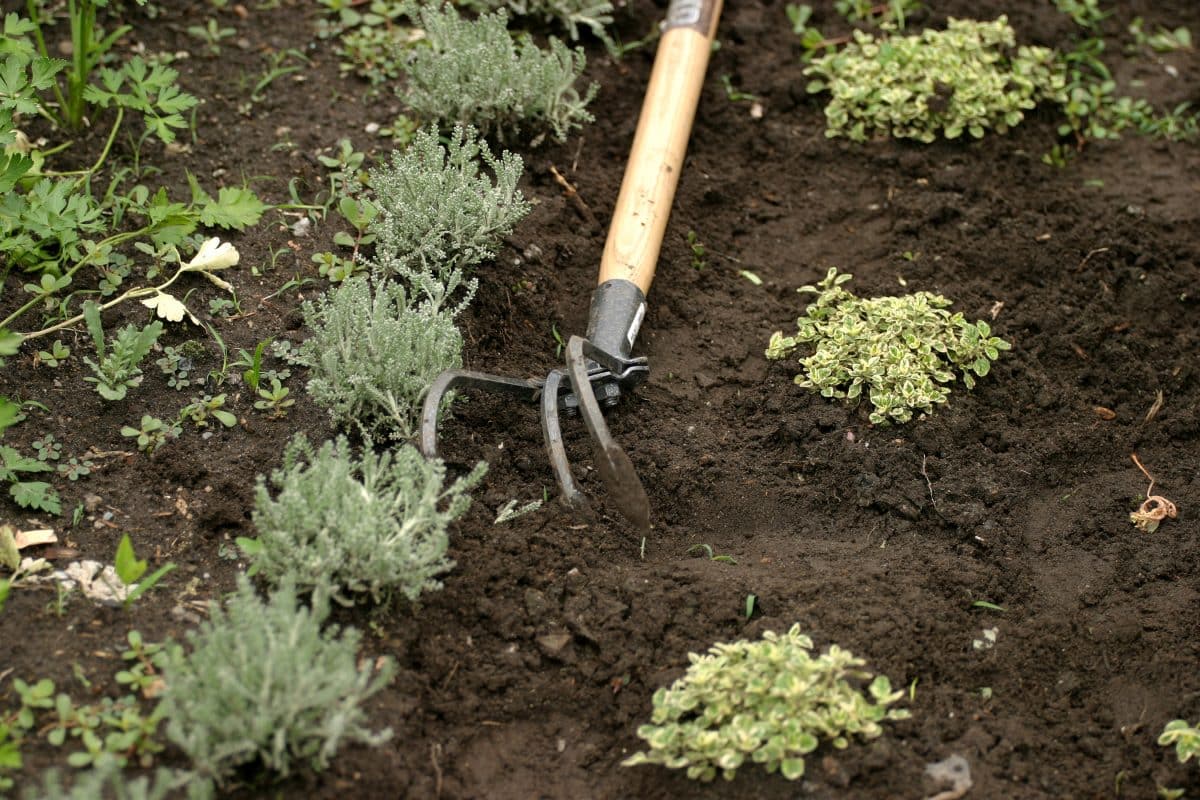 L’importance des engrais organiques dans le jardinage