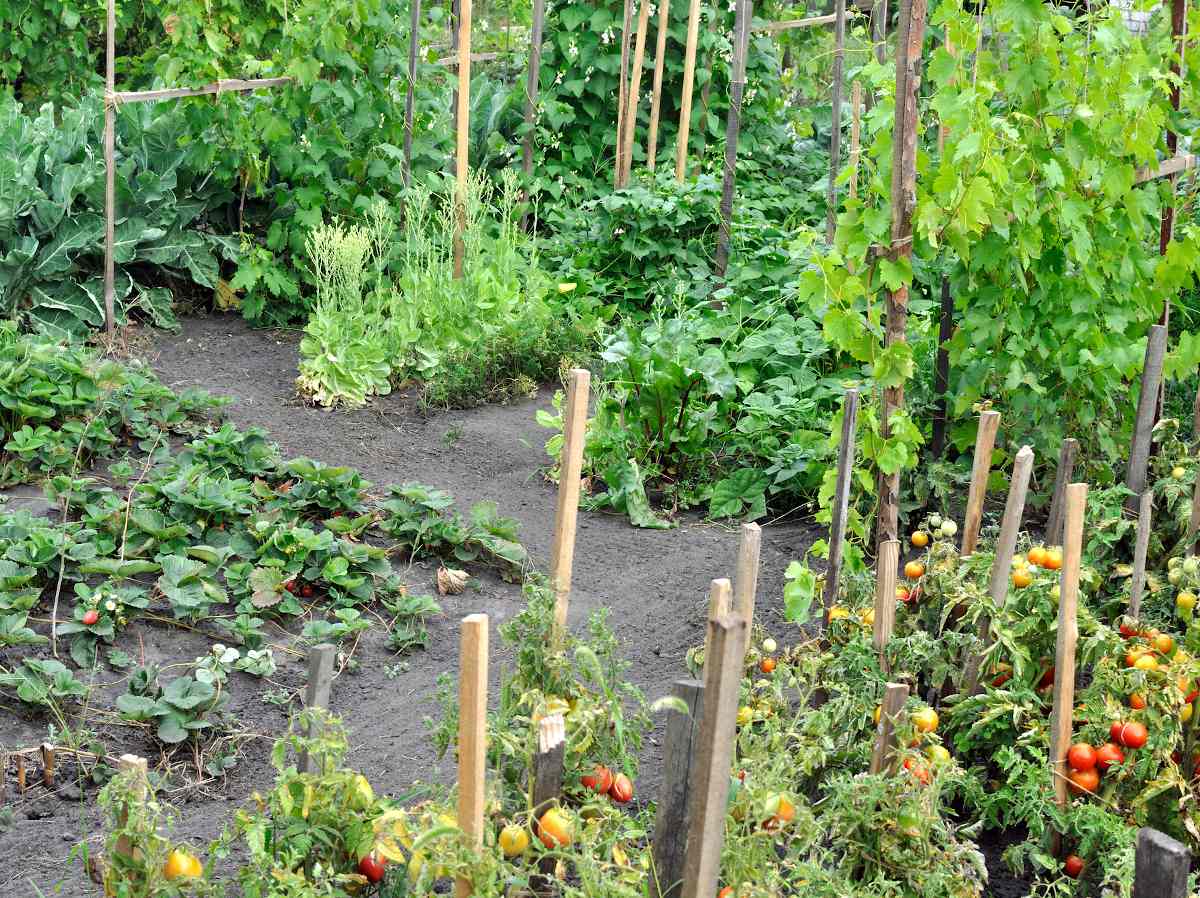 Comment bien organiser votre potager