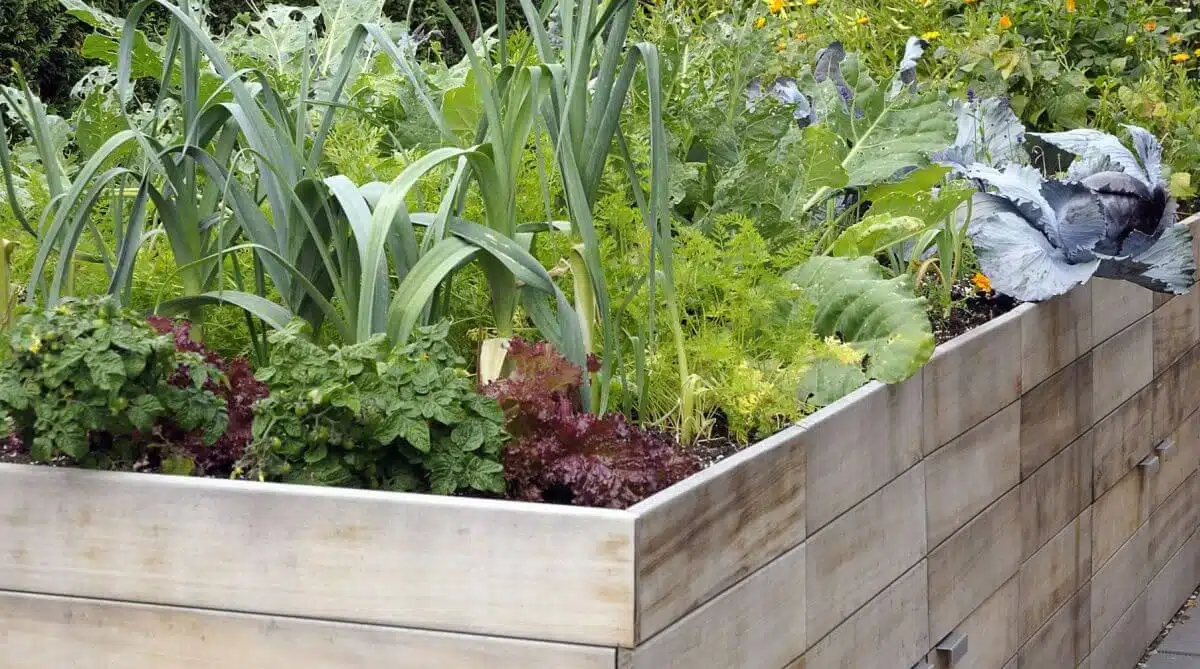 Les 10 meilleures plantes à cultiver dans un potager