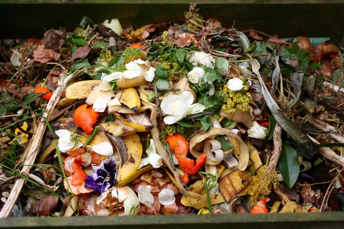 Qu’est-ce qu’il ne faut pas mettre dans le compost ?