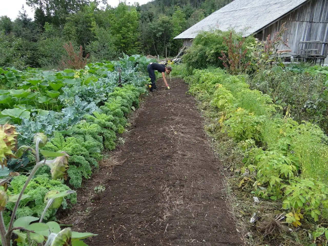 Comment éviter les maladies et les ravageurs dans votre potager