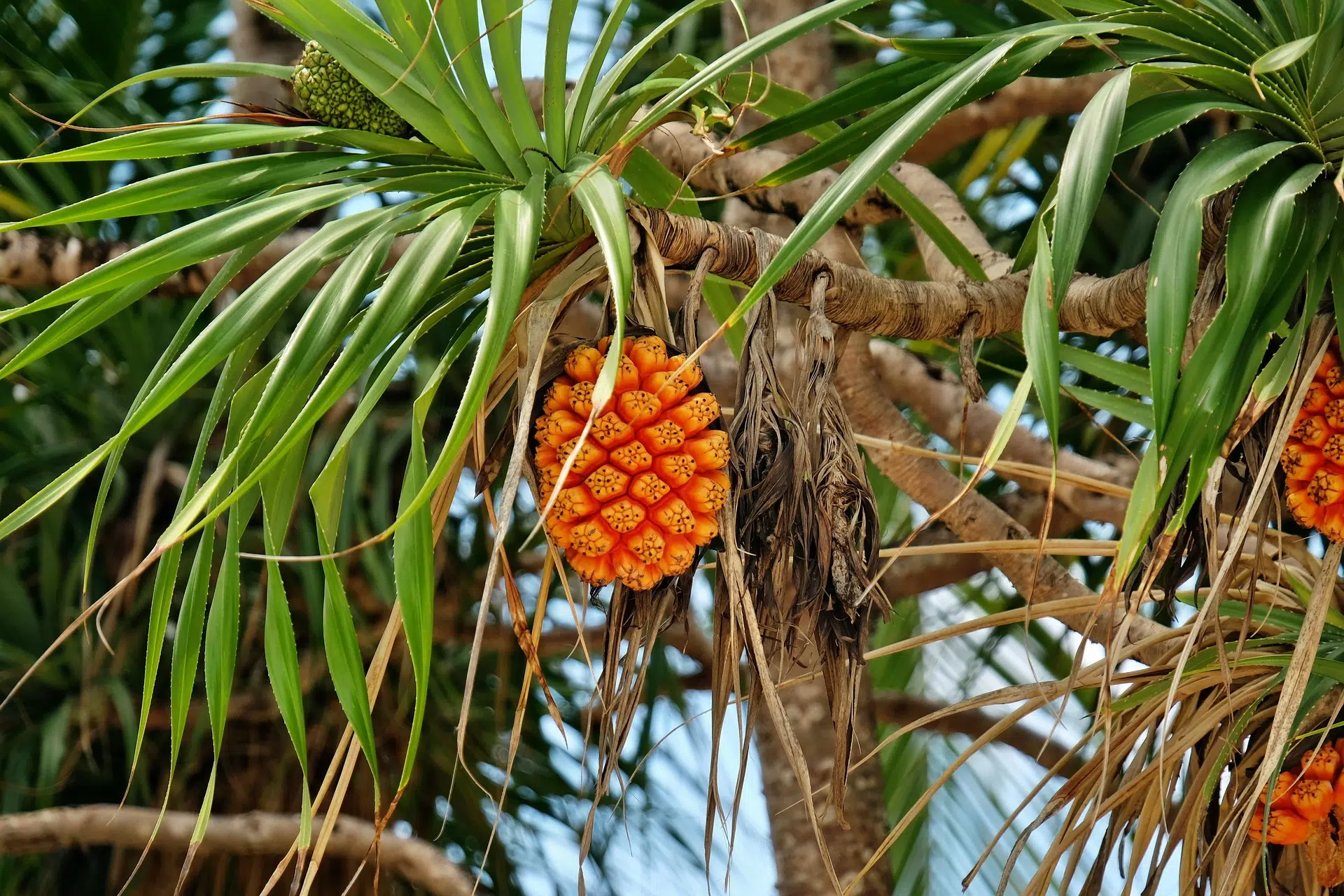 Comment manger le fruit du pandanus ?