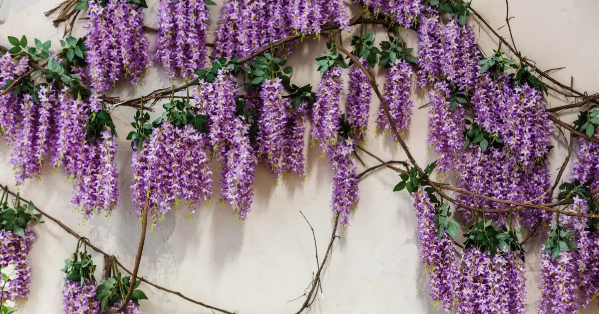 Quelle plante grimpante choisir pour son extérieur ?