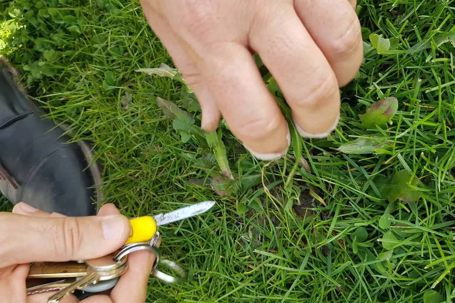Comment éviter les mauvaises herbes et l’invasion de nuisibles dans votre gazon