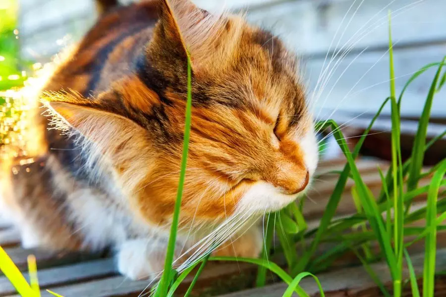 Quelle est la meilleure herbe à chat ?