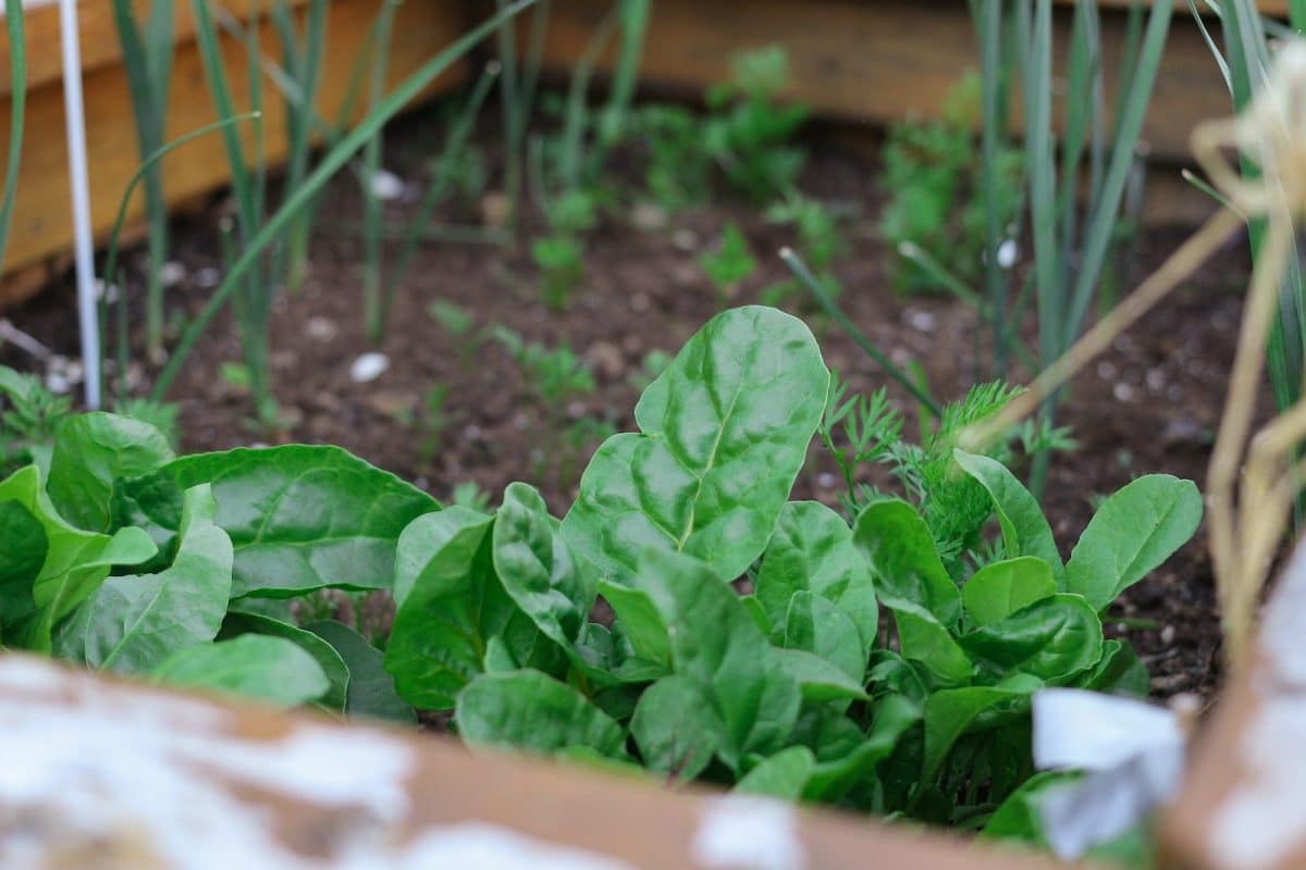 10 astuces pour aménager un petit jardin
