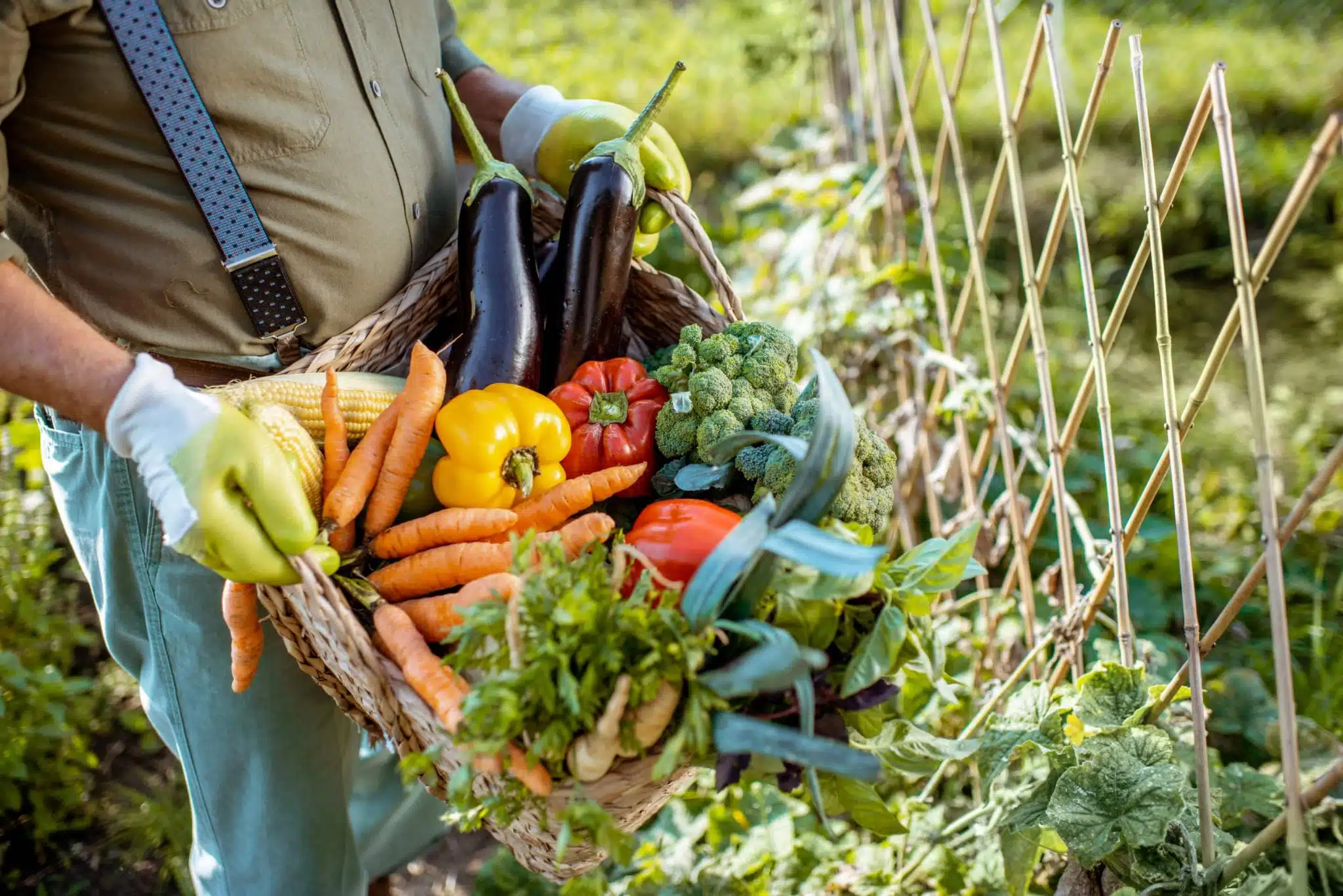 Comment planter des légumes à partir de graines