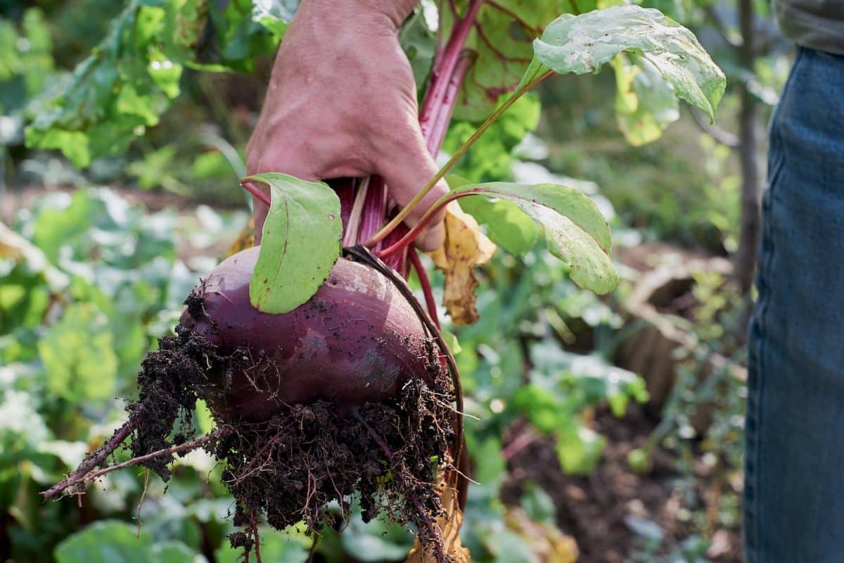 10 façons rapides et faciles de planter un potager