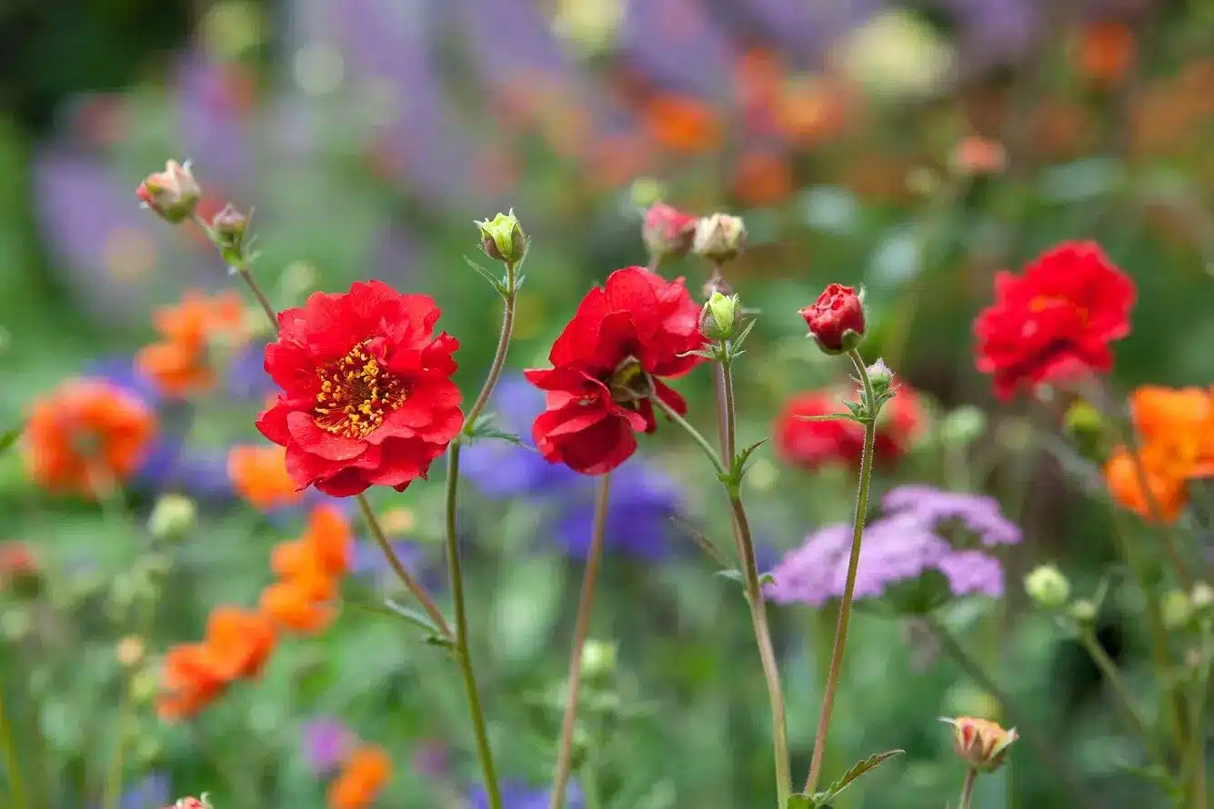 fleurs