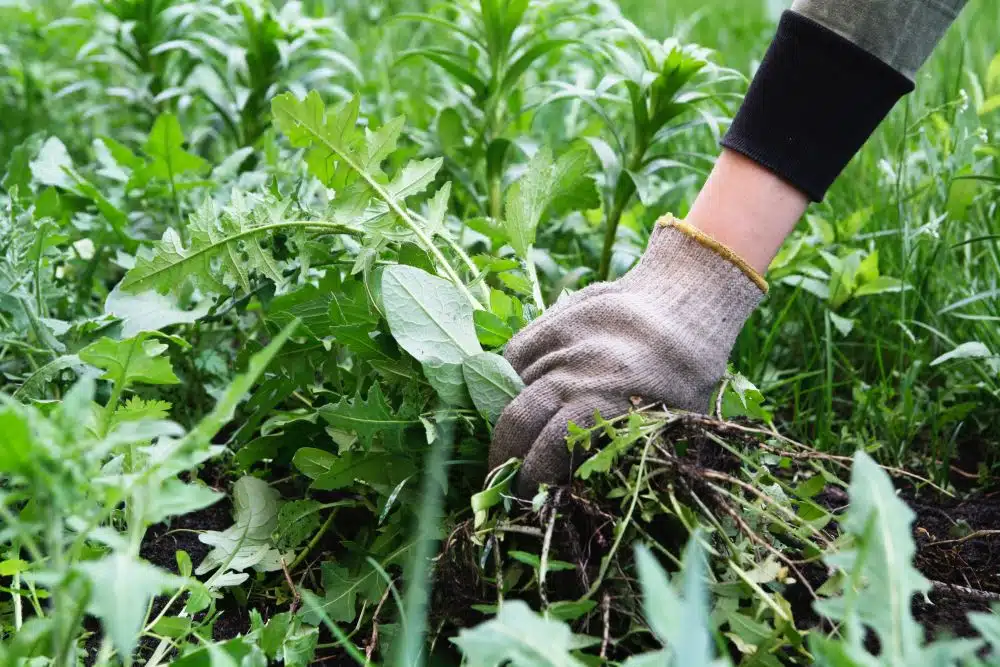 Comment lutter contre les mauvaises herbes
