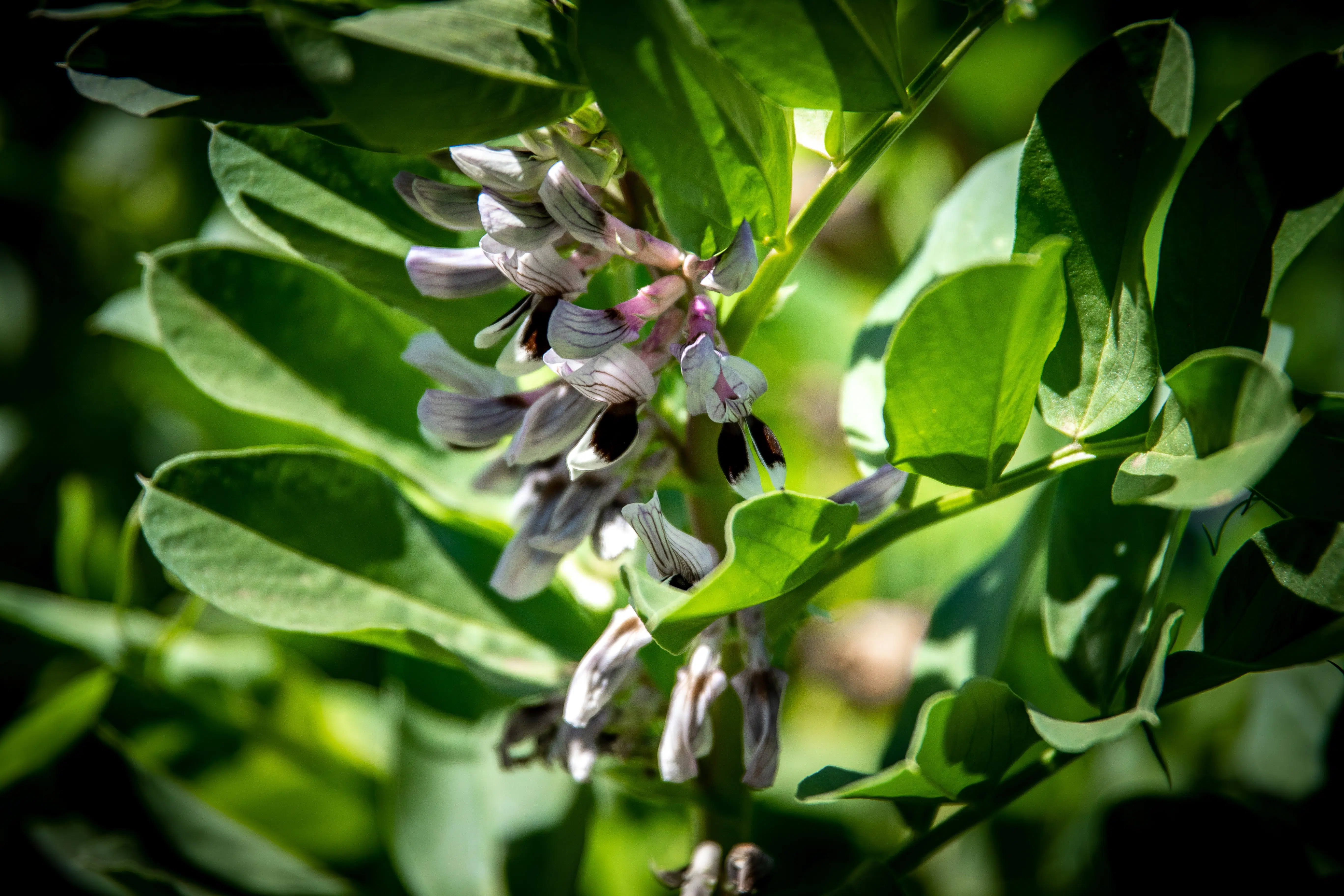 Comment reconnaître une plante avec une photo ?