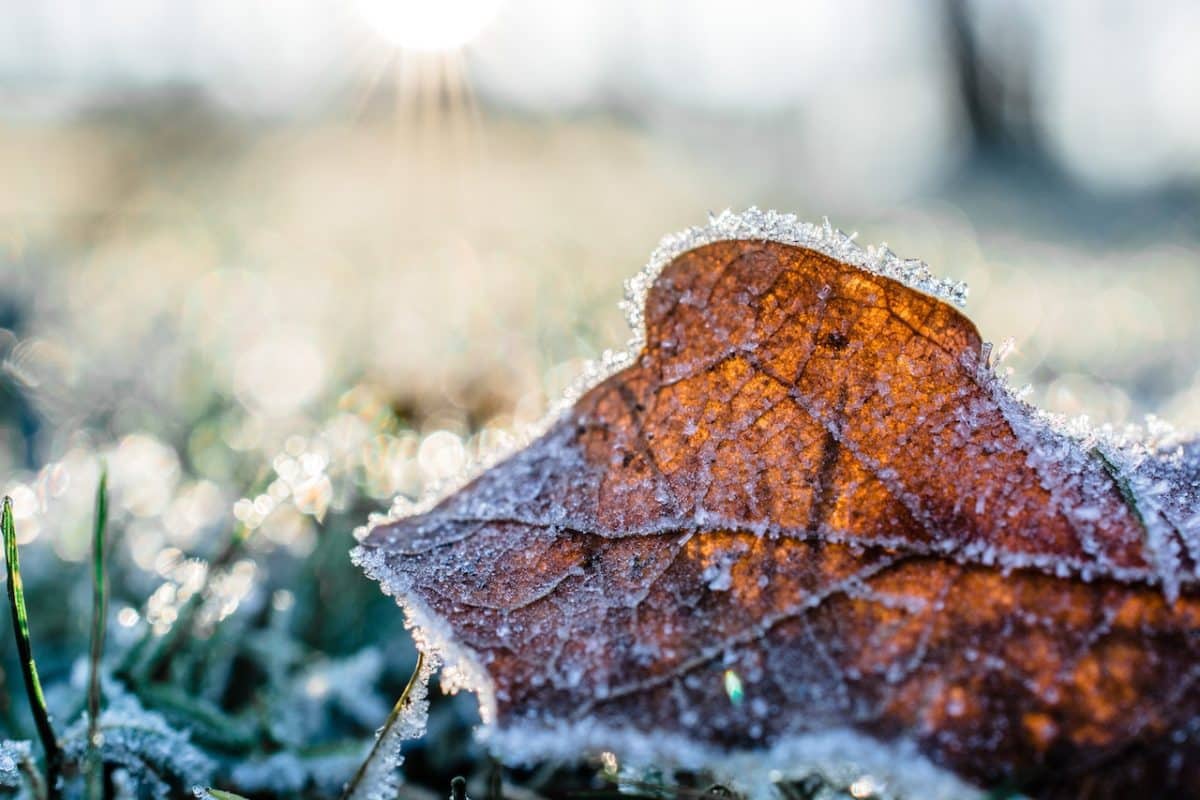 Comment entretenir son jardin en hiver