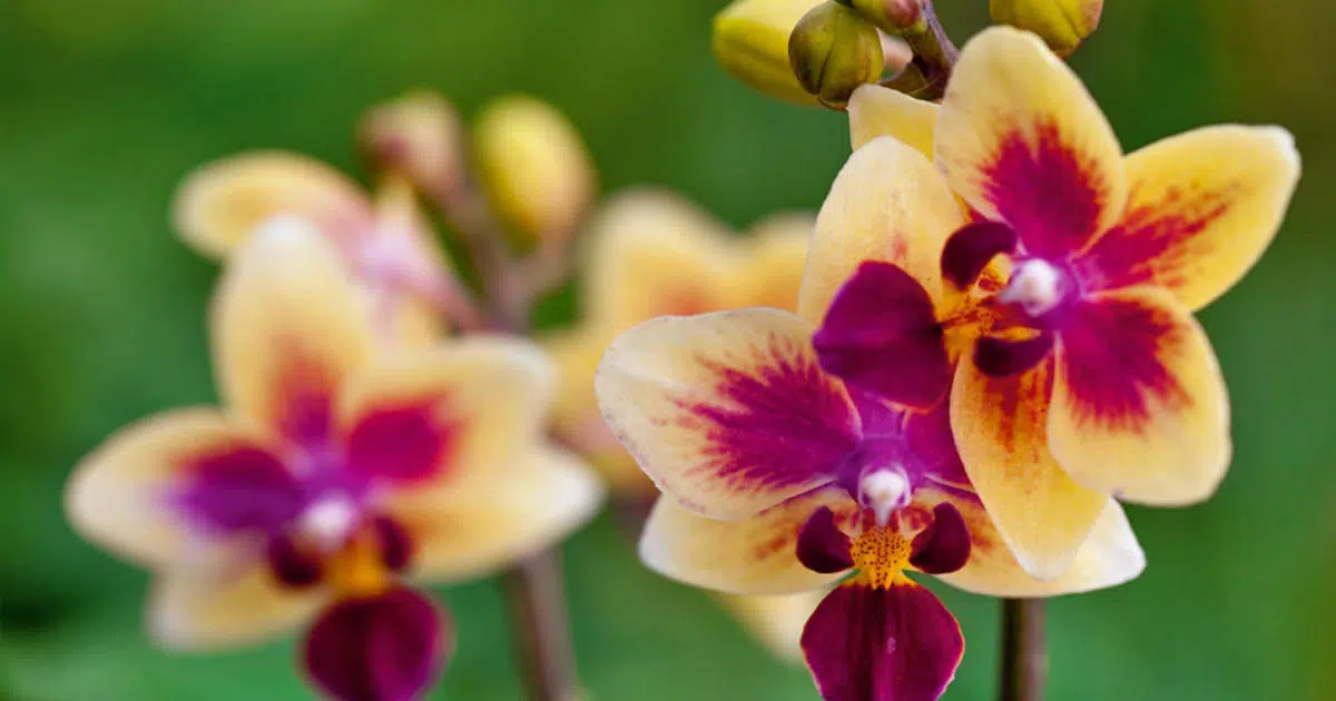Comment tailler une orchidée papillon ?