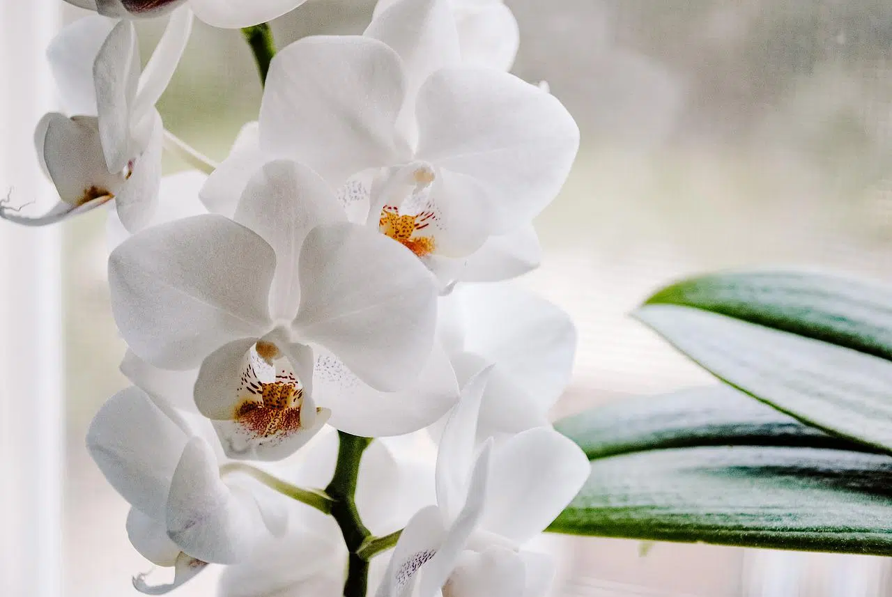 Comment vivent les orchidées ?