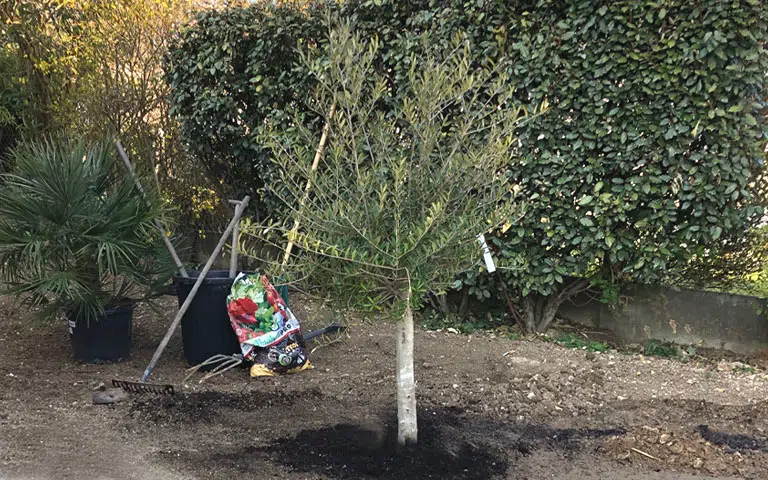 Comment planter des oliviers ?