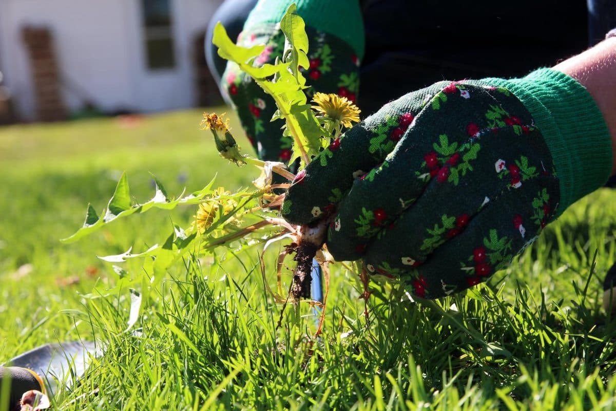 Comment prévenir et traiter les mauvaises herbes dans votre gazon