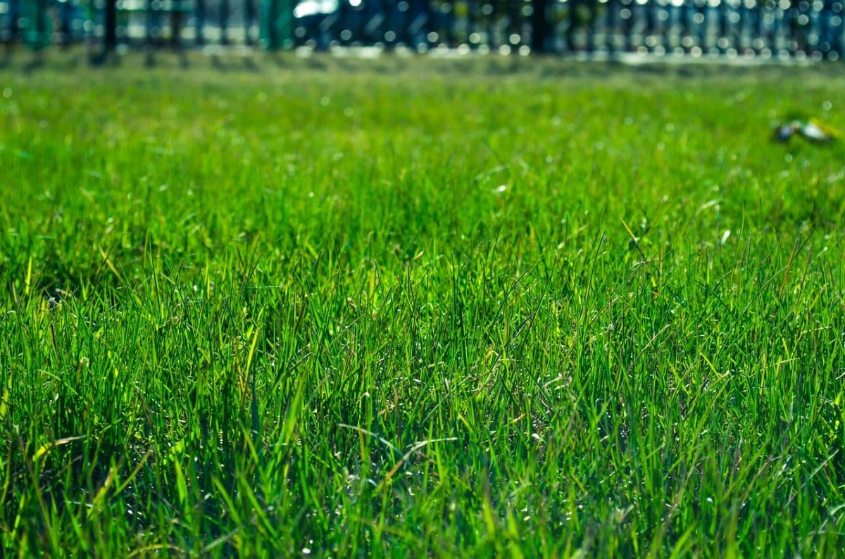 Comment planter des graines de gazon
