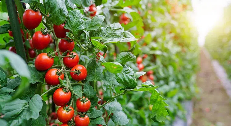 Quel rendement pour un pied de tomate ?