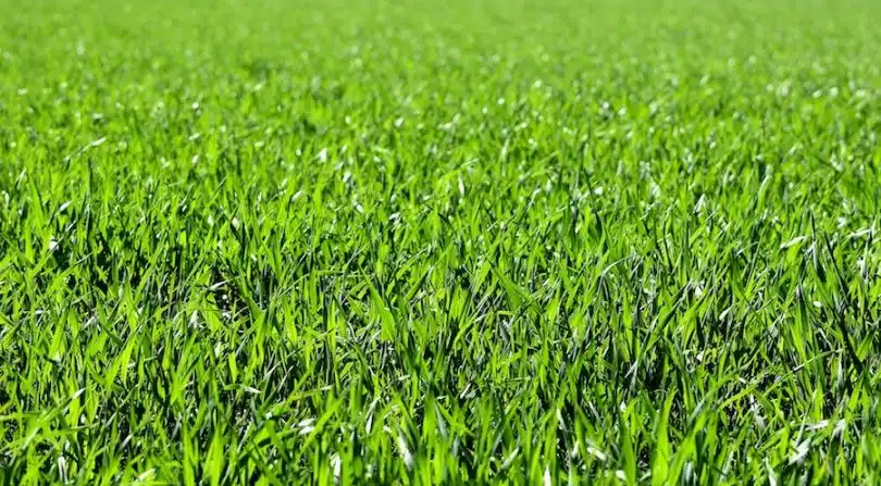 Comment mélanger des variétés de gazon