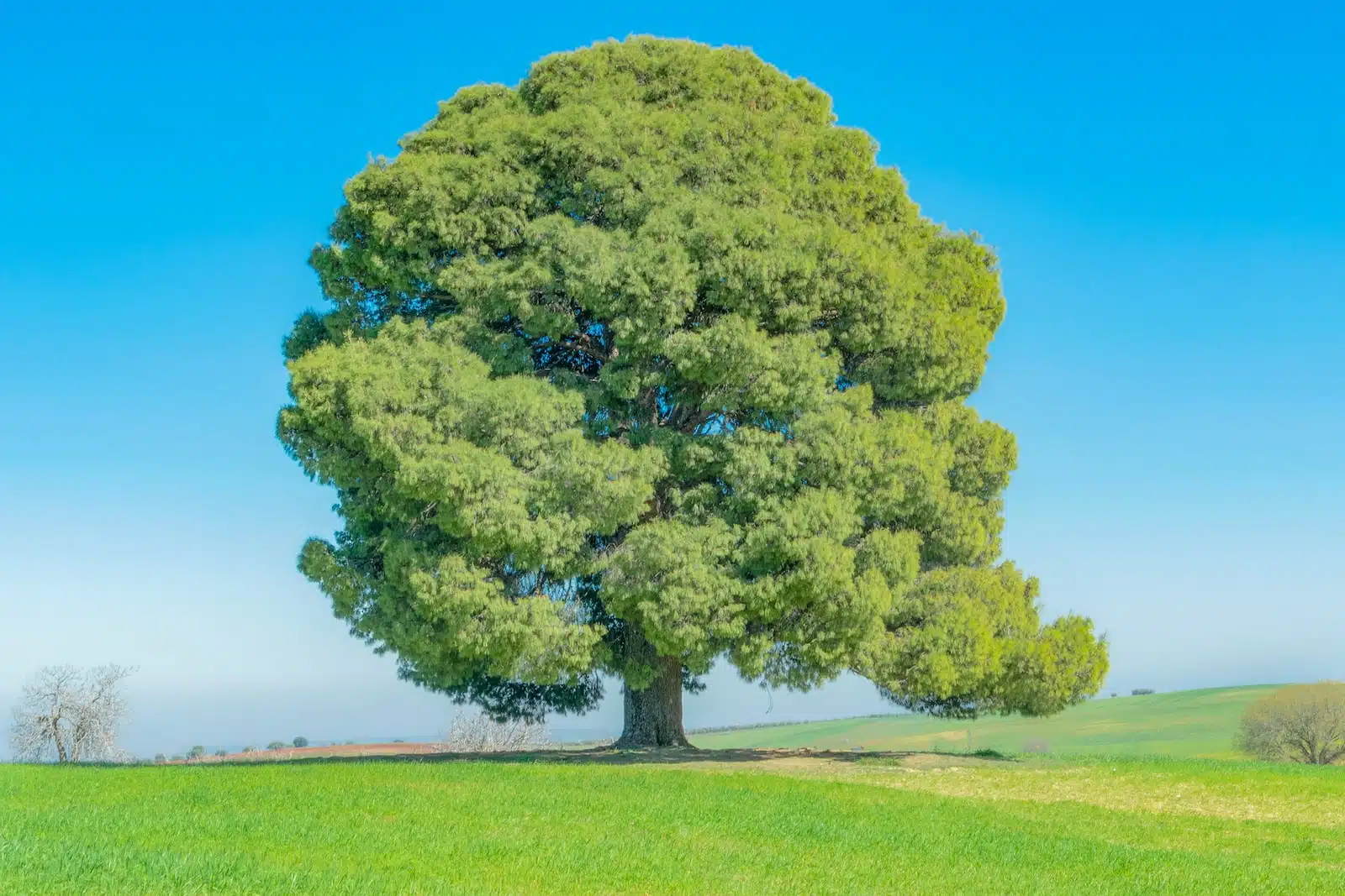 Comment prévenir les maladies des arbres fruitiers